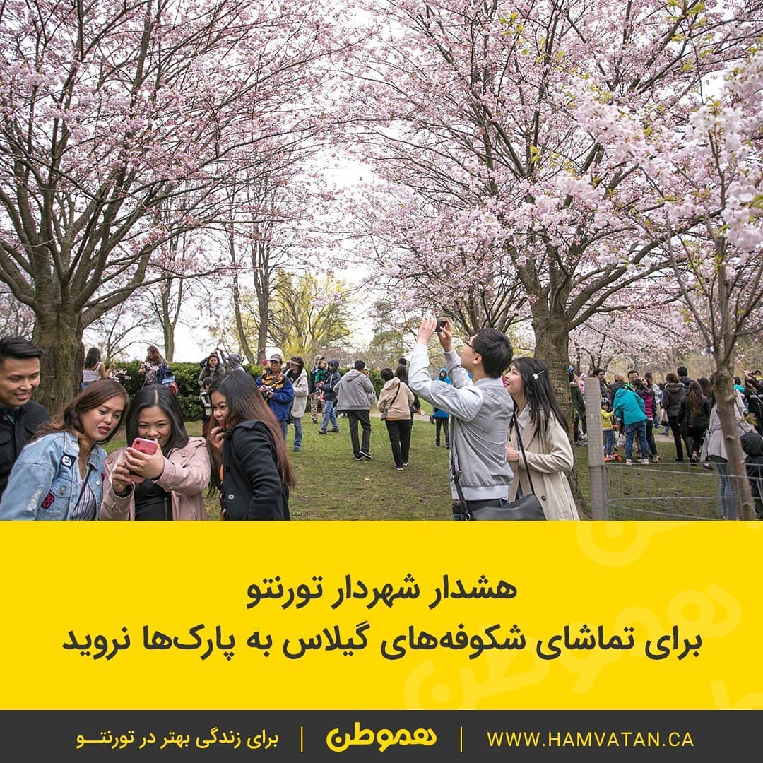 هشدار شهردار تورنتو برای تماشای شکوفه های گیلاس به پارک ها نروید