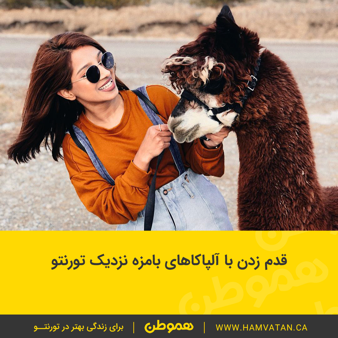 قدم زدن با آلپاکاهای بامزه نزدیک تورنتو