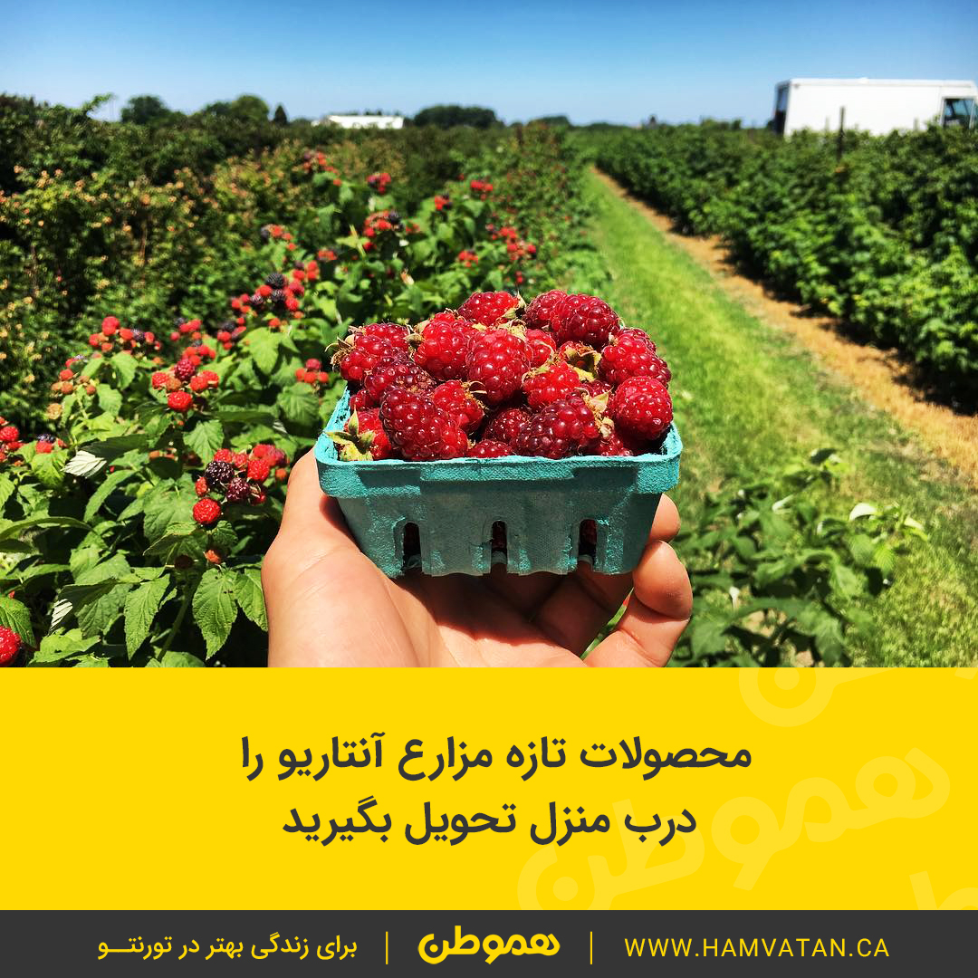 میوه های تازه مزارع آنتاریو را درب منزل تحویل بگیرید