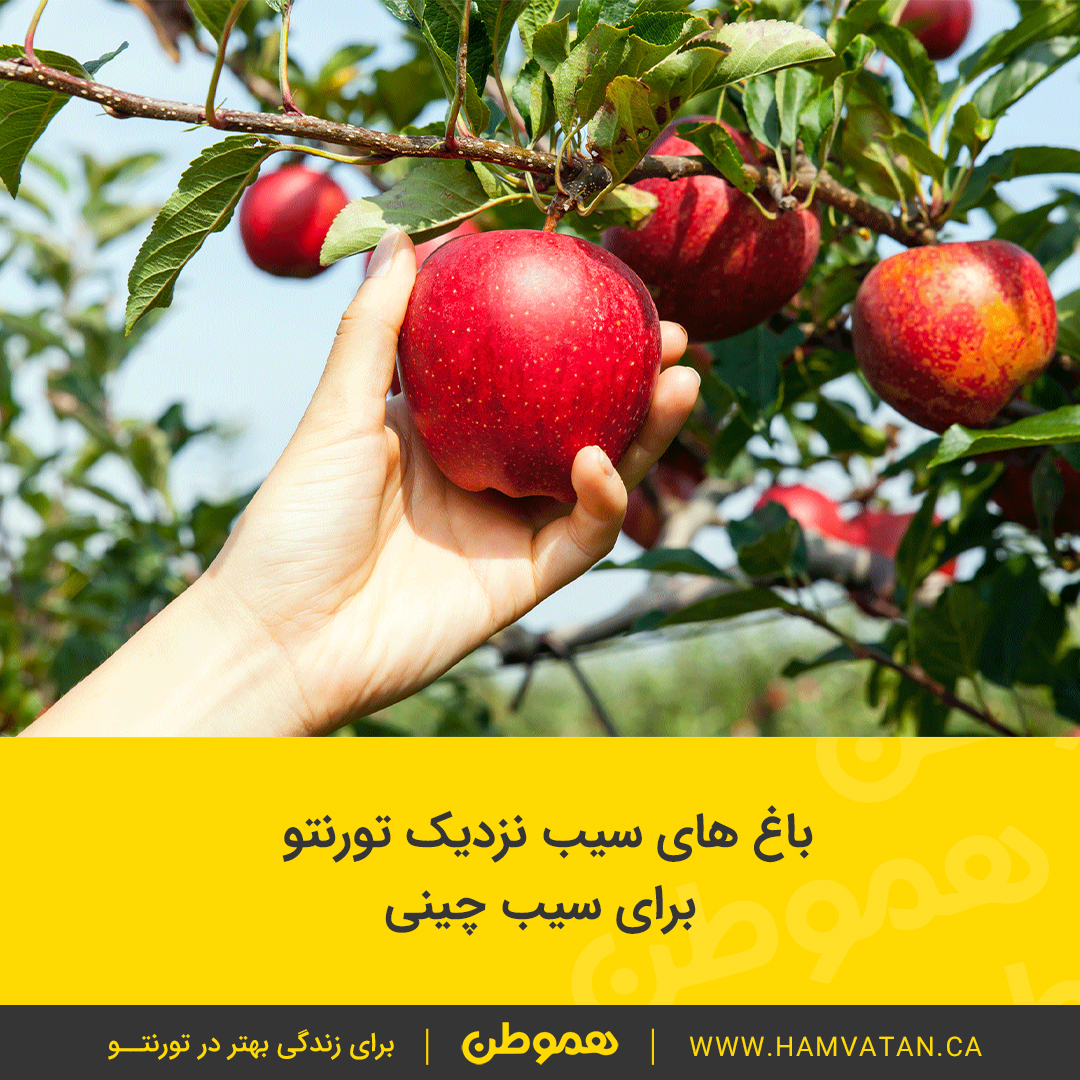 باغ های سیب نزدیک تورنتو برای سیب چینی
