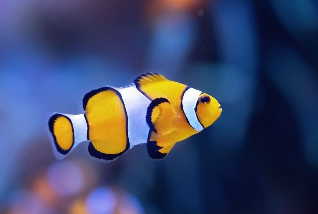 بازگشایی آکواریوم زیبای Ripley در تورنتو از شنبه ۲۴ جولای