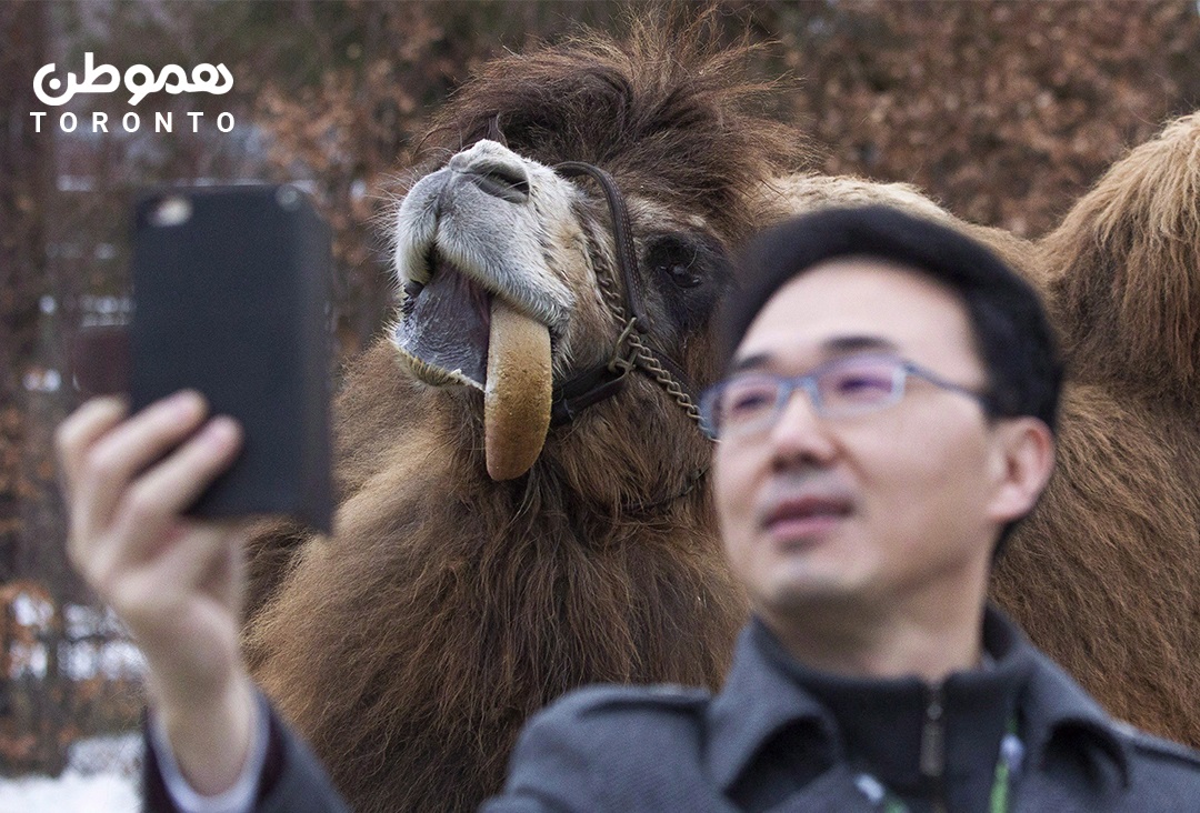 می خواهید از باغ وحش تورنتو بازدید کنید؟ باید واکسن کرونا تزریق کنید