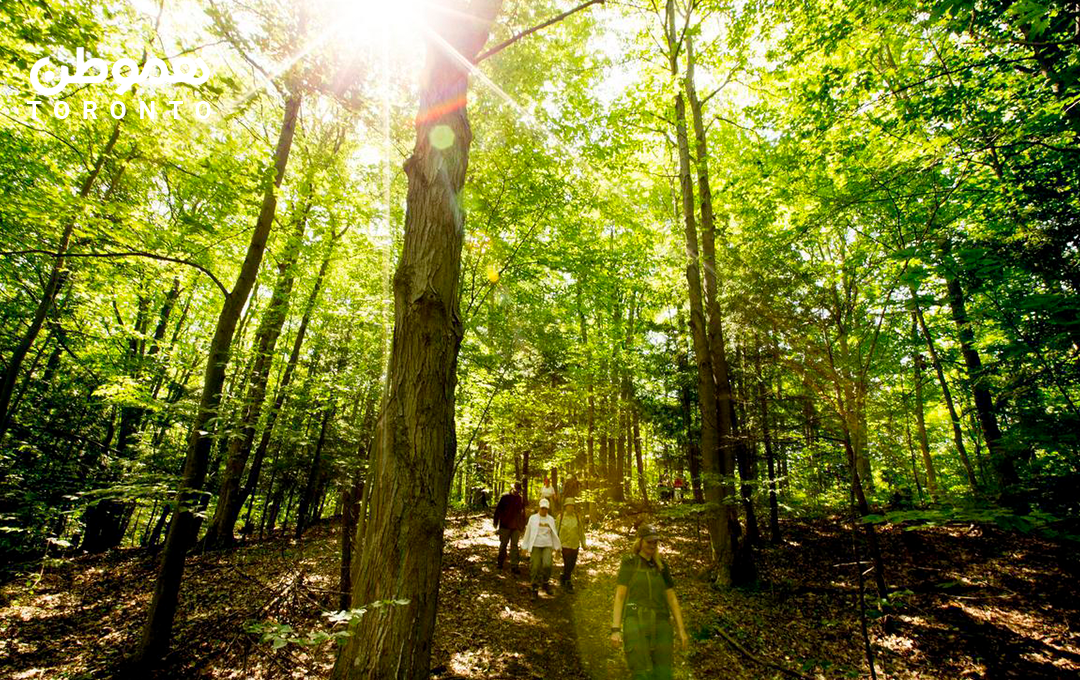 ساخت ۵۰ هزار خانه جدید به چه قیمتی؟ حذف ۷۵۰۰ هکتار از زمین های کمربند سبز آنتاریو