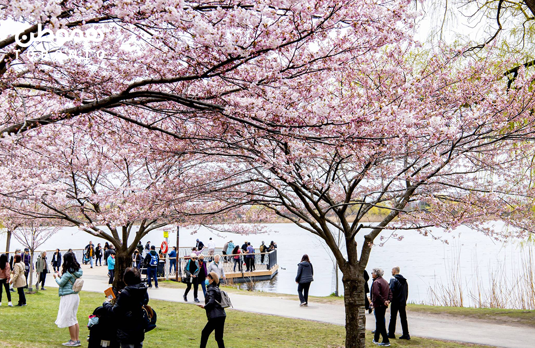 درختان High Park تورنتو شکوفا شده اند ورود وسیله های نقلیه تا اطلاع ثانوی ممنوع شد