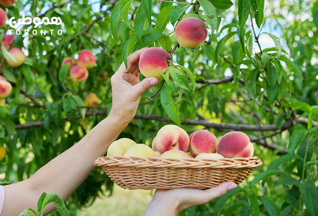 فصل چیدن “هلو” از راه رسیده: ۴ مزرعه هلو در نزدیکی تورنتو