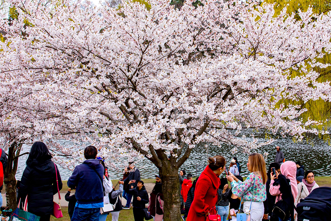 باز شدن شکوفه های گیلاس High Park تورنتو، به خاطر بارش برف و سرد شدن هوای اخیر به تاخیر افتاده.