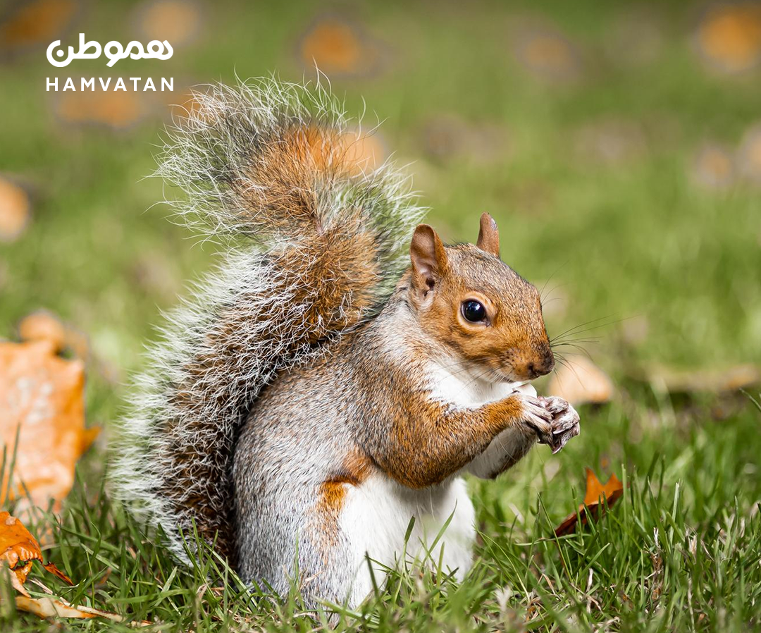 عامل قطعی برق دیروز (۵ فوریه) در داون‌تاون تورنتو، یک سنجاب بود
