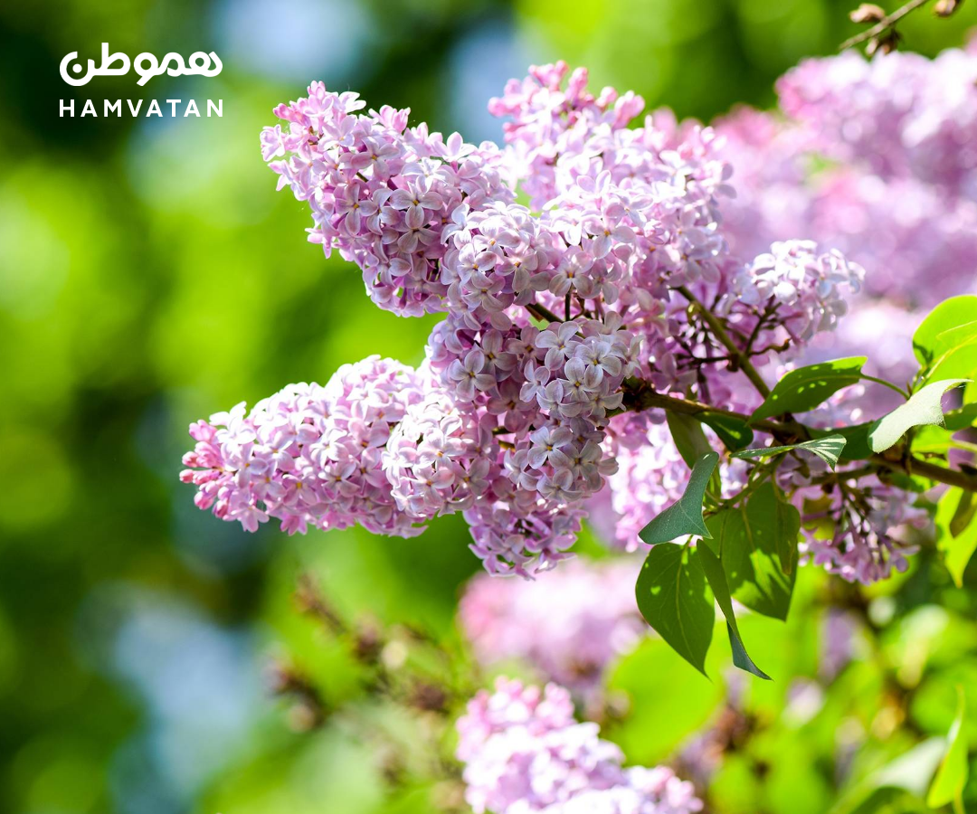 آخر هفته بهاری در کنار گل‌های یاس بنفش فستیوال گل‌های Lilac در نزدیکی تورنتو