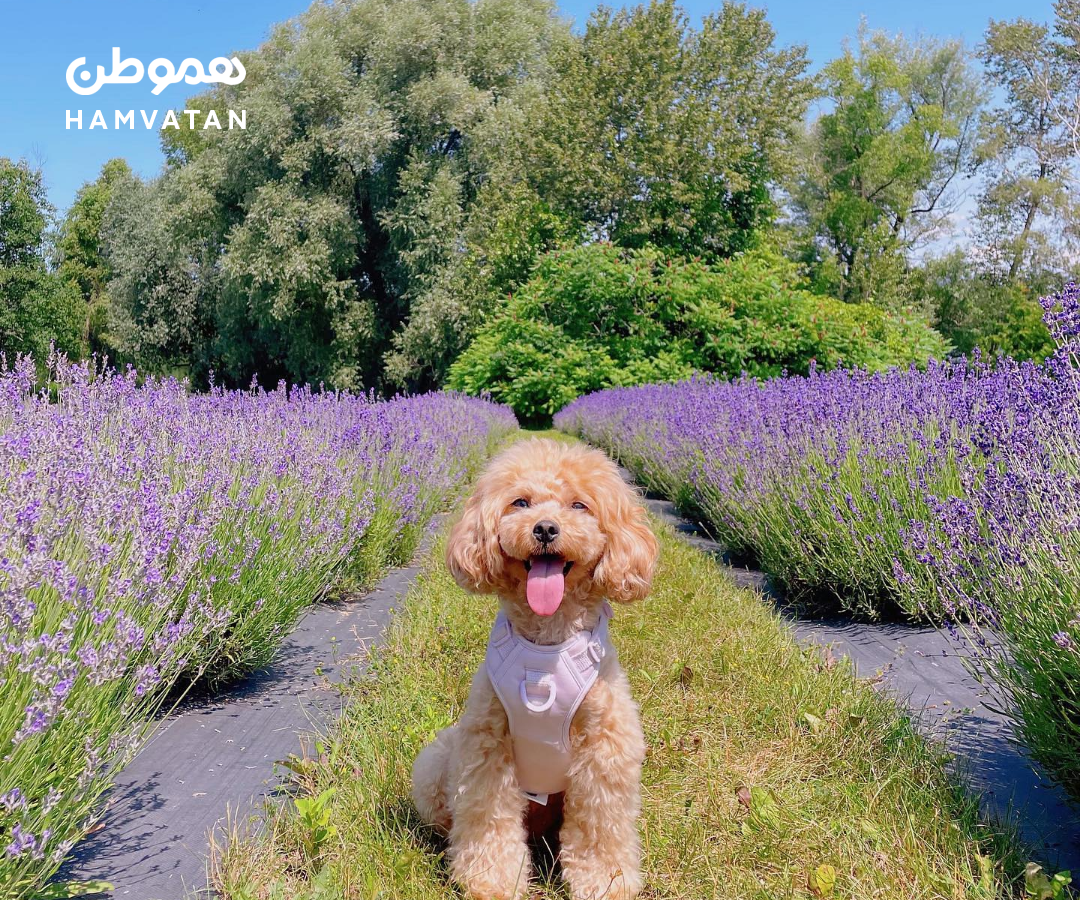 پیک‌نیک، هوای دل‌انگیز و عطر لوندر فقط در یک ساعتی تورنتو