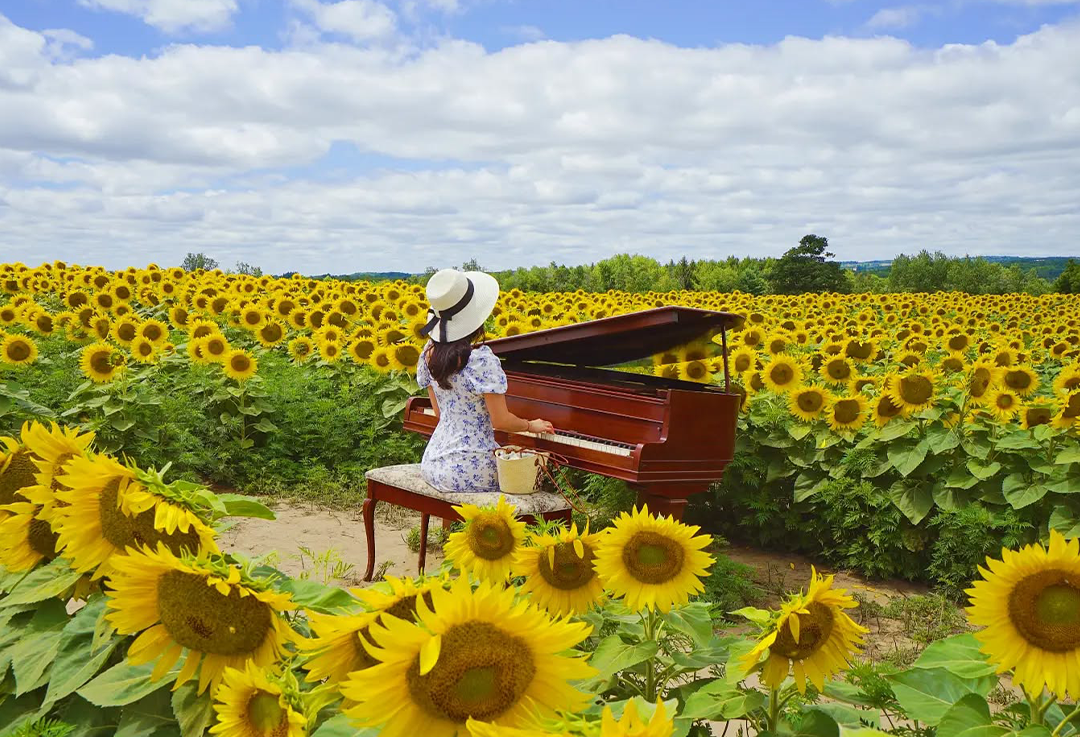 فستیوال گل‌های آفتابگردان در یک ساعتی تورنتو