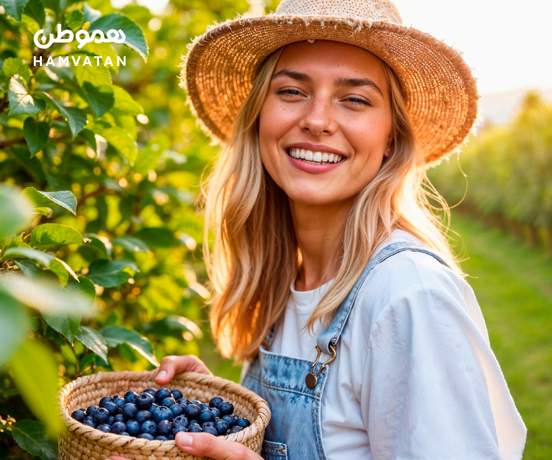 ۴ مزرعه در نزدیکی تورنتو برای چیدن بلوبری‌