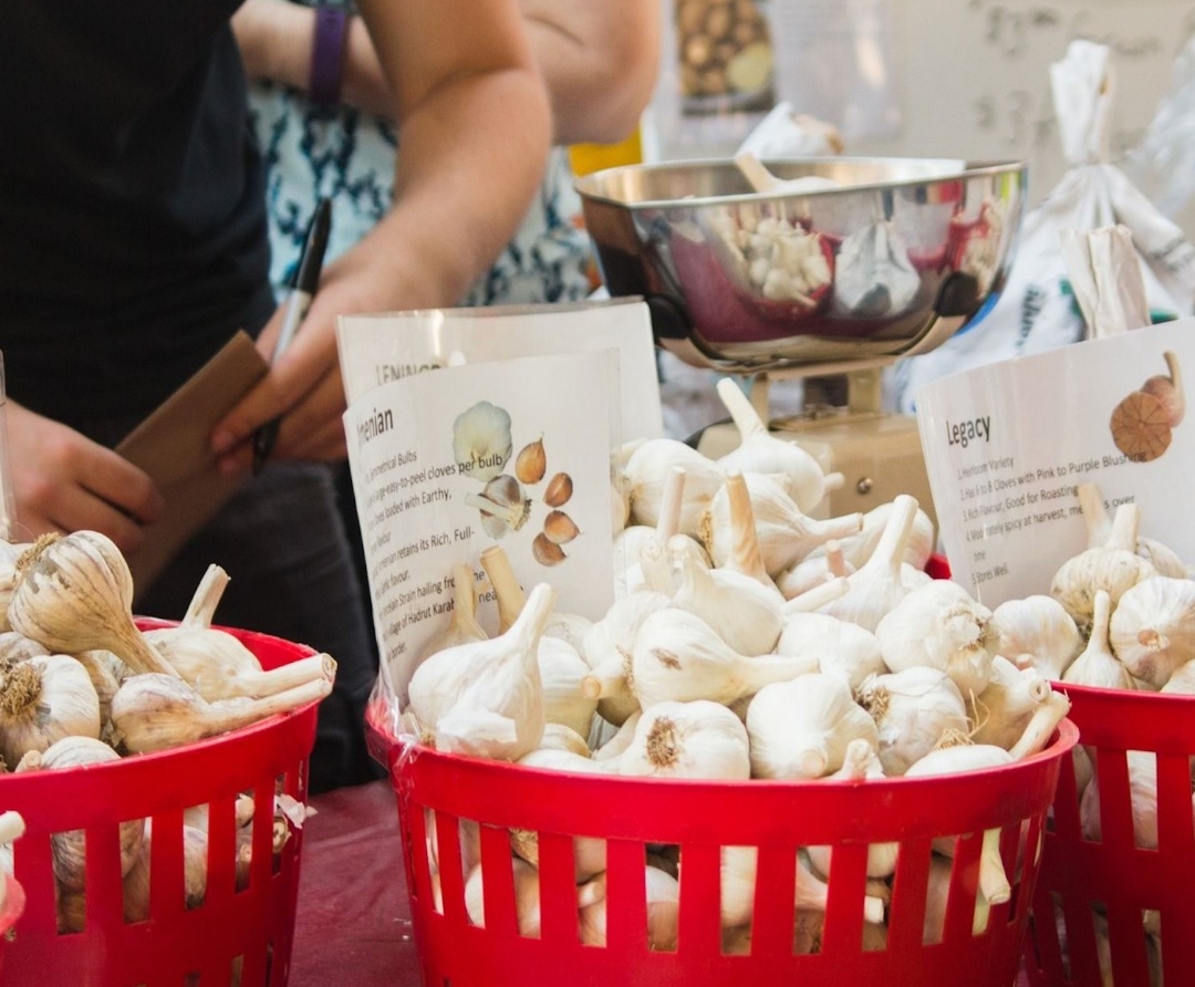 فستیوال بزرگ «سیر» در تورنتو: ۲۸ سپتامبر – خیابان اسپاداینا