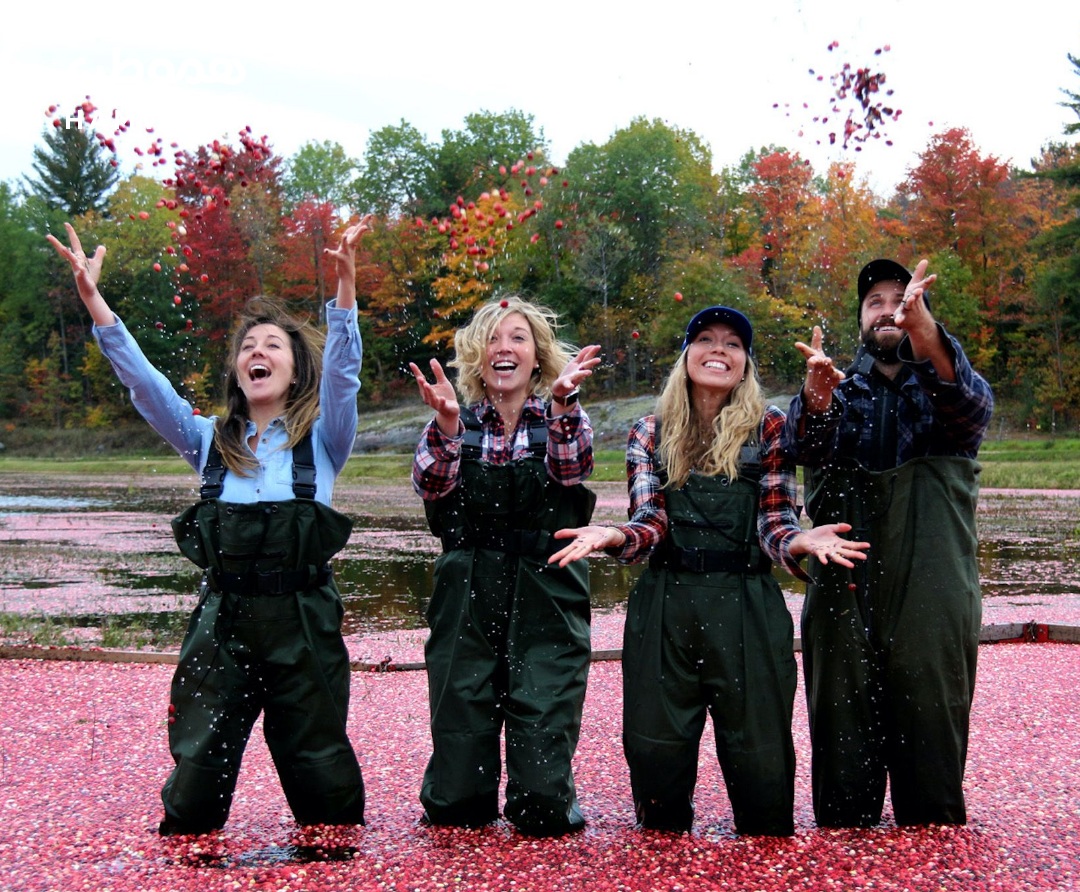 فصل برداشت کرن‌بری در آنتاریو: این تجربه جالب را از دست ندهید