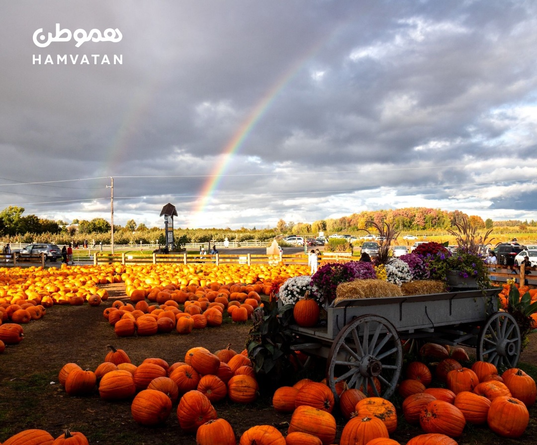 ۴ مزرعه کدوتنبل در نزدیکی تورنتو: بروید و رسیدن پاییز را جشن بگیرید