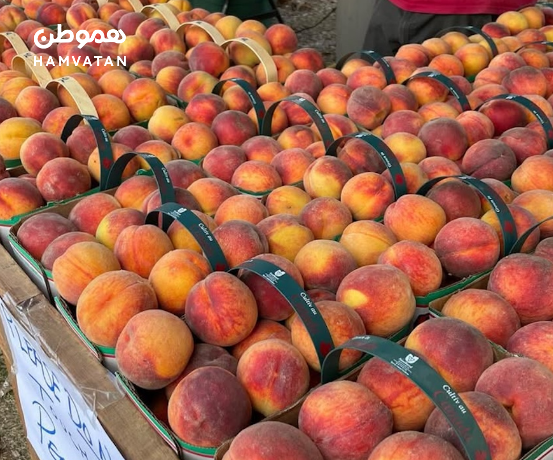 فستیوال محبوب هلو: یک رویداد تابستانی نزدیک تورنتو